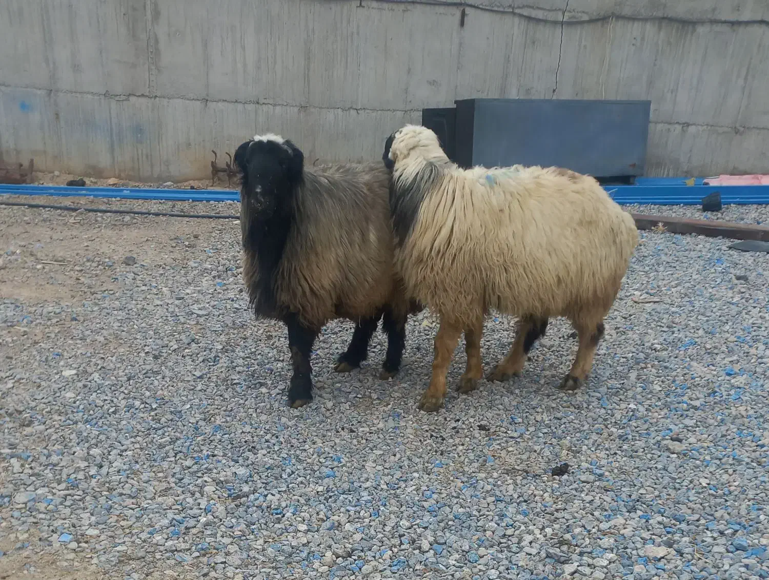 قوچ ترکی|حیوانات مزرعه|سیدان, |دیوار