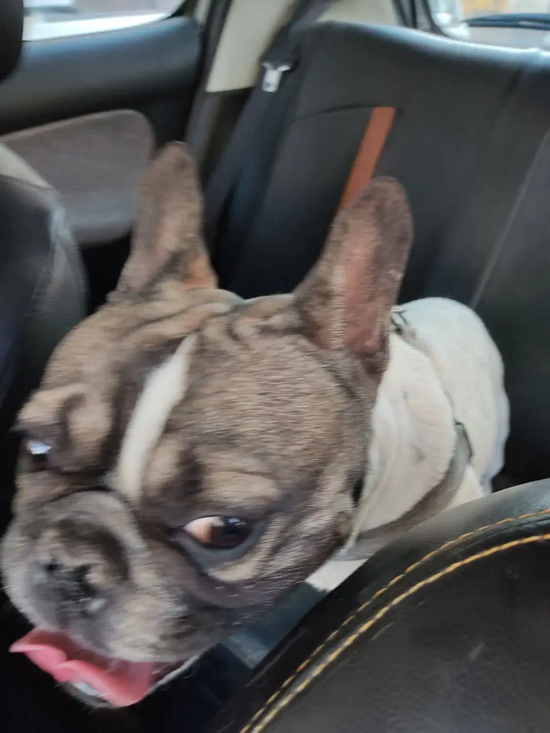 فرنج وارداتی|سگ|سبزوار, پاسداران|دیوار