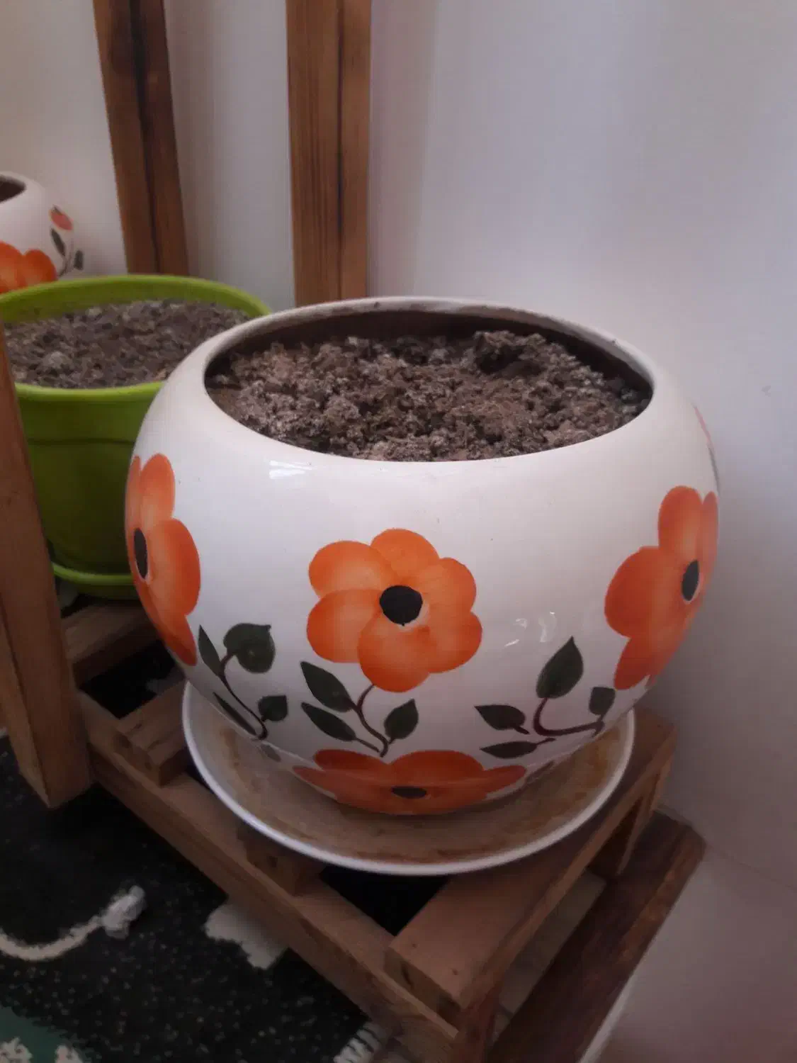 فروش گل و گلدان و استند|گل و گیاه طبیعی|شیراز, محمدیه|دیوار