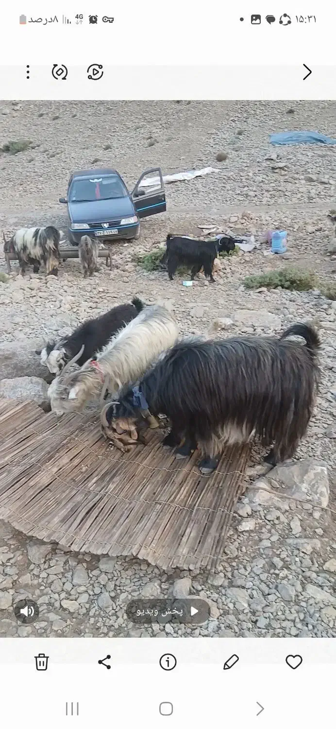 فروش چند راس بز|حیوانات مزرعه|لنده, |دیوار