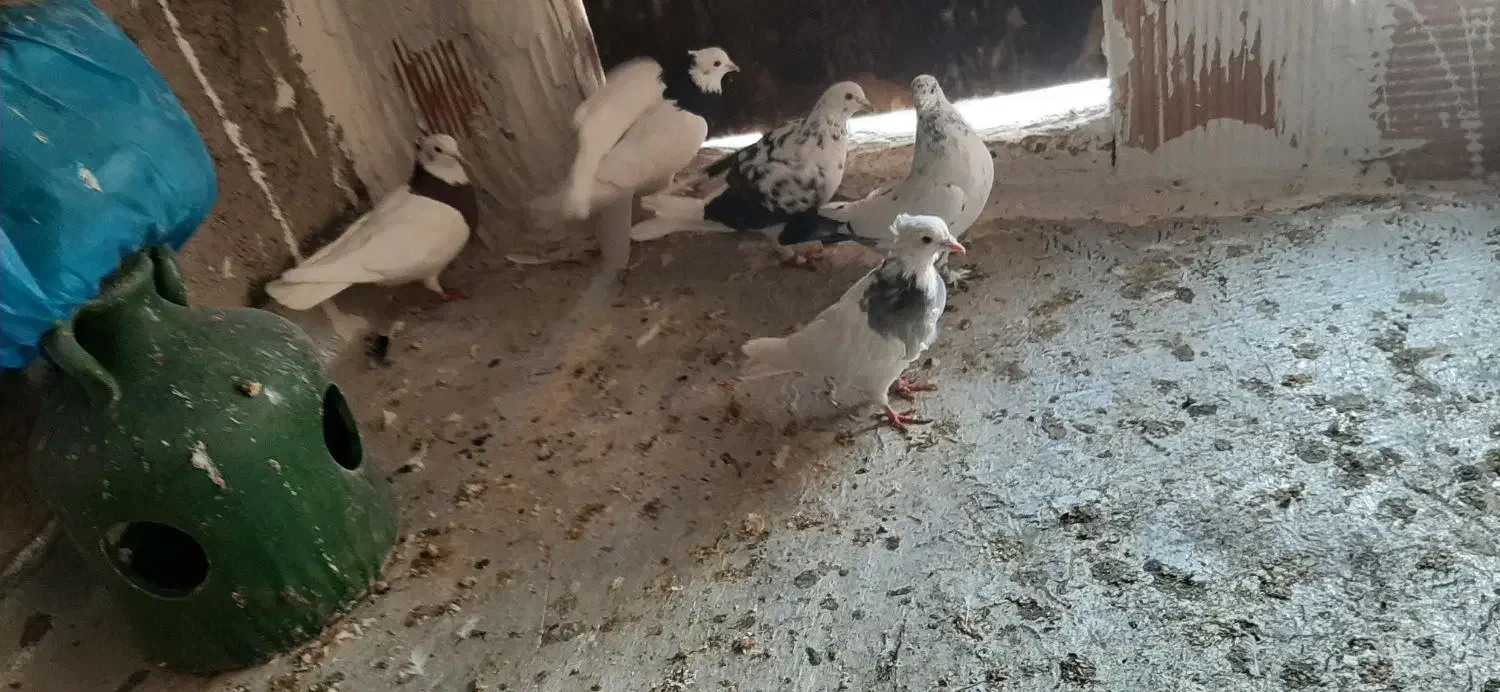 کبوتر طوقی پرشی|پرنده|اسلام‌شهر, چیچکلو|دیوار