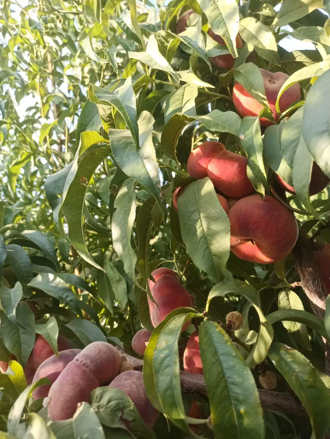 هرس انواع درختان میوه|خدمات باغبانی و درختکاری|تبریز, |دیوار