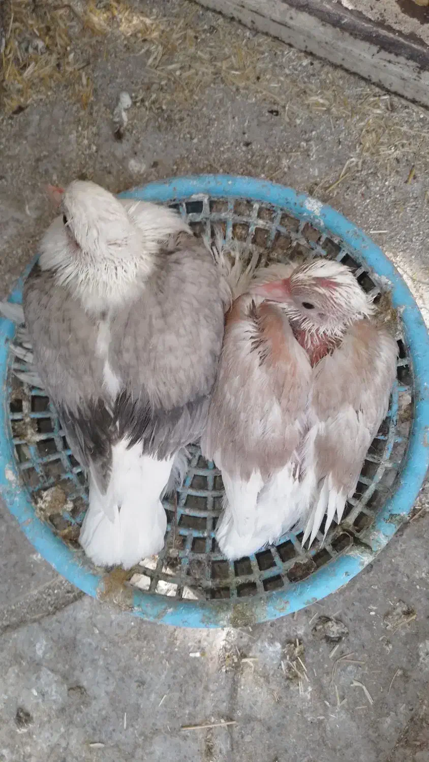 جفت جوجه کبوتر نقش دوکت برای  دستی شدن|پرنده|یزد, |دیوار
