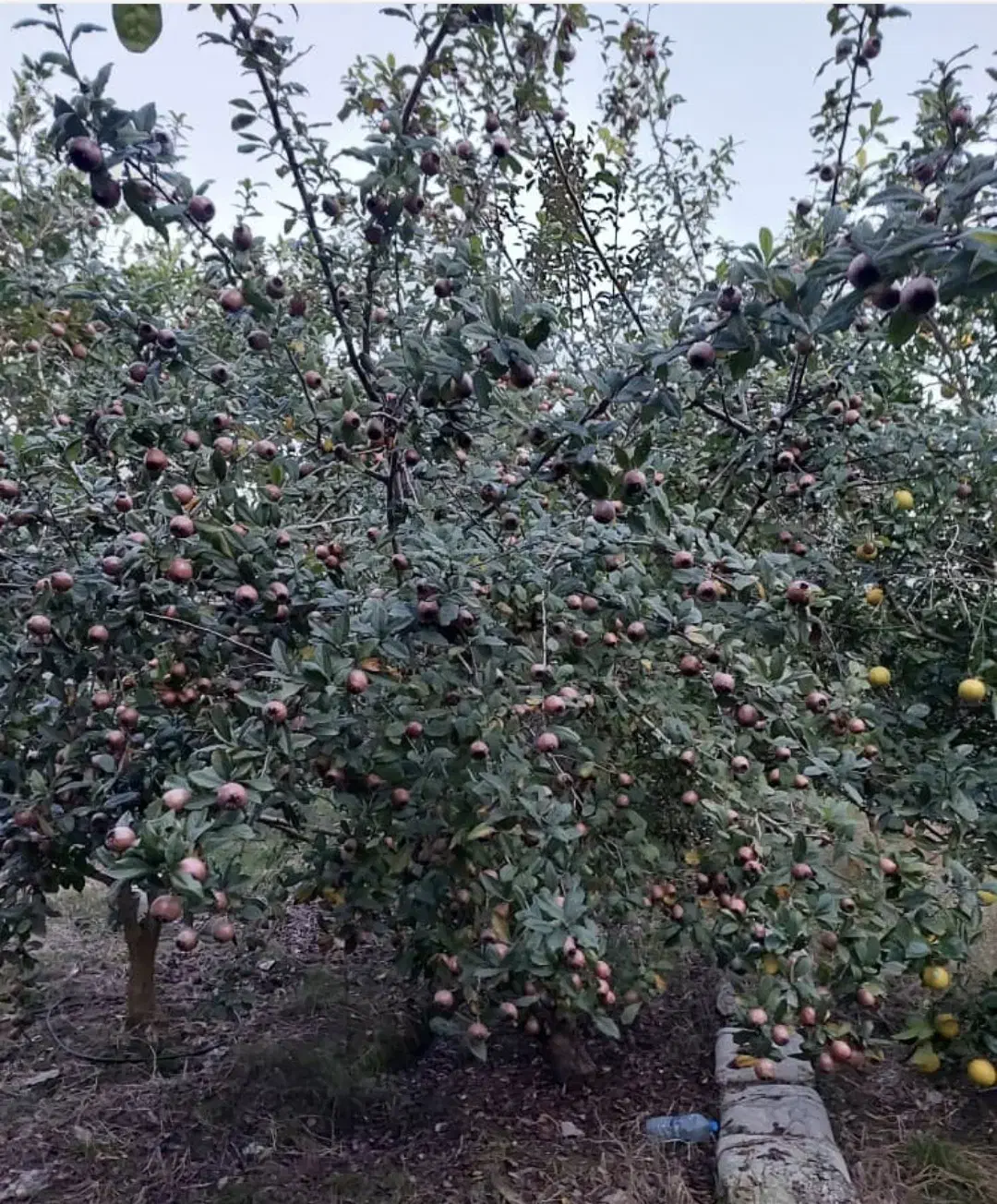 فروش ازگل بصورت عمده وکیلویی|عمدهفروشی|تهران, پرستار|دیوار