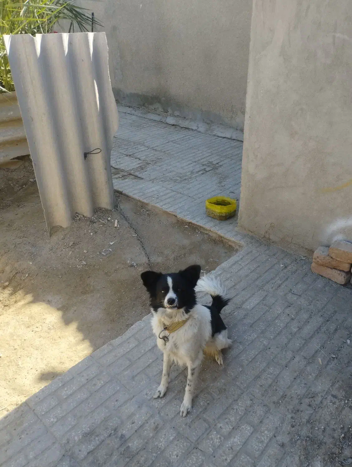 سگ خونگی|سگ|ایرانشهر, |دیوار