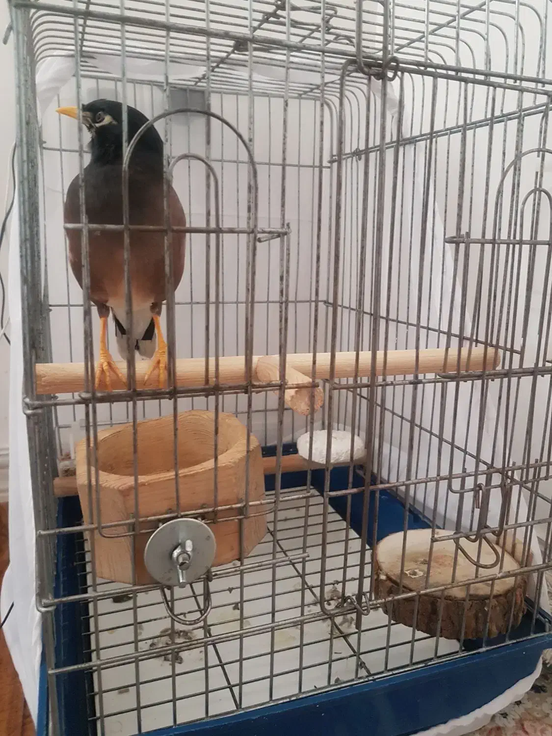 میناسخنگووراج|پرنده|قصرشیرین, |دیوار