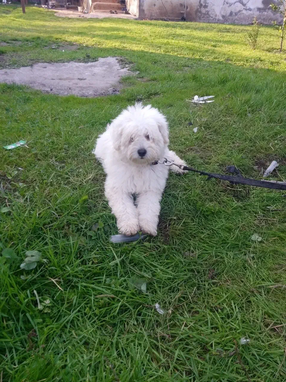 سگ شیتزو|سگ|شلمان, |دیوار