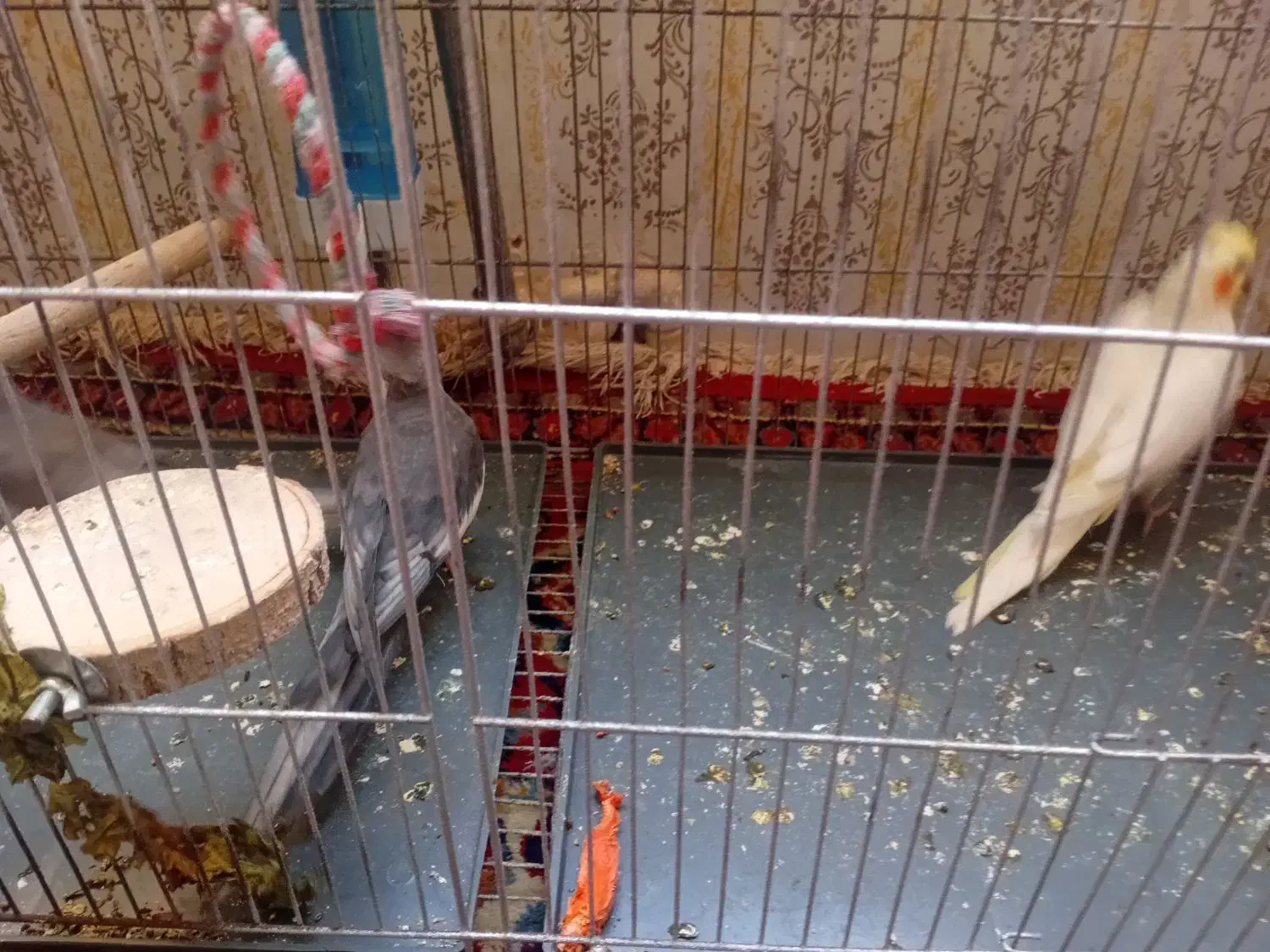 ۳ تا عروس هلندی سالم و باهوش و دستی|پرنده|سنقر, |دیوار