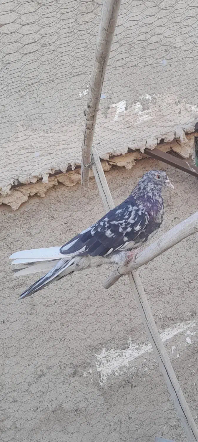 فروش کبوتر سرور|پرنده|خرمدره, |دیوار