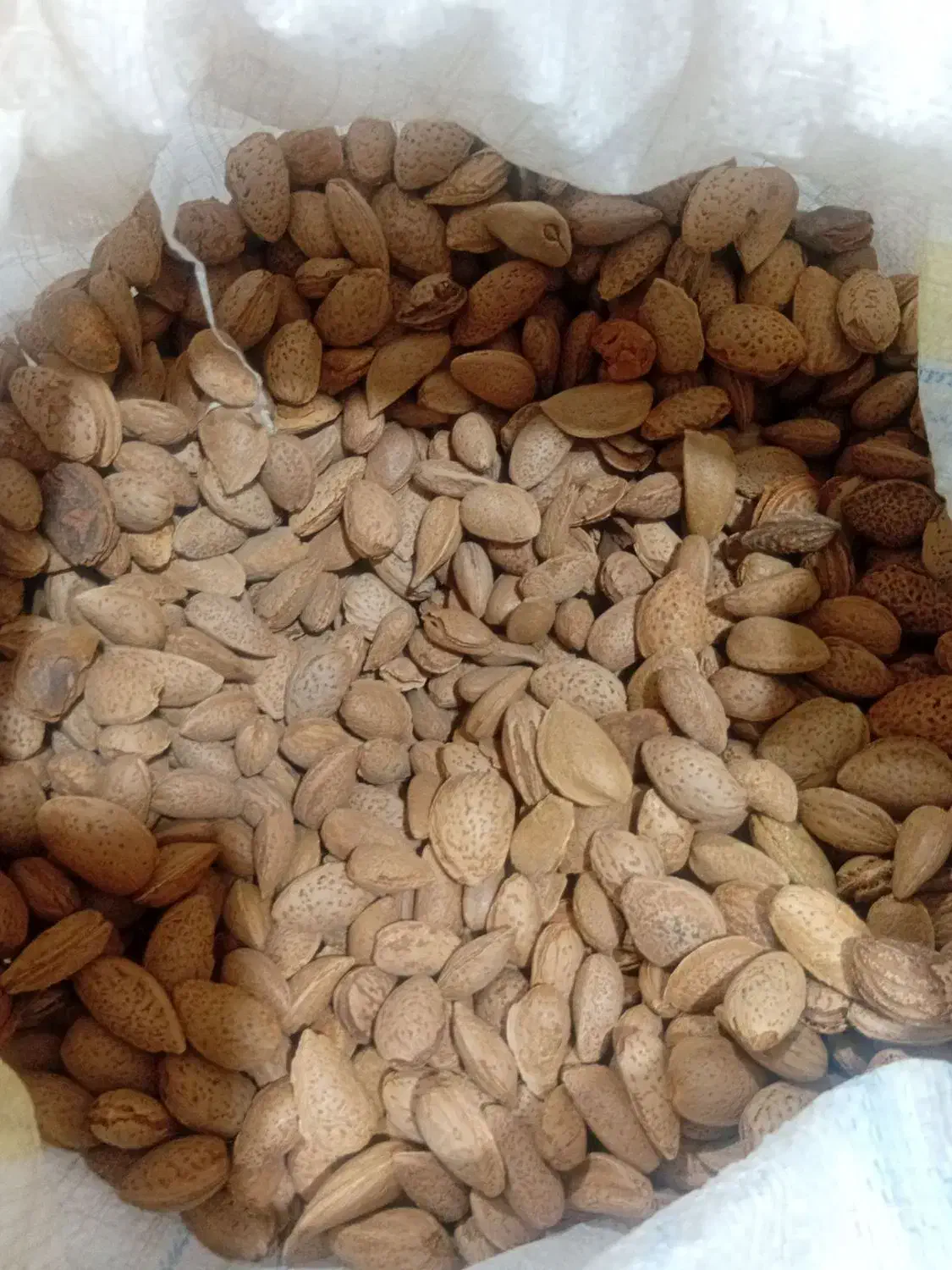 بادام وگردو امسال|خوردنی و آشامیدنی|انزل, |دیوار