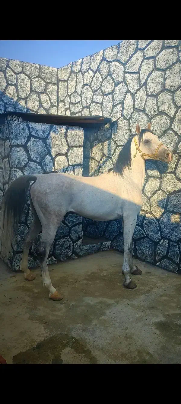 نریون سواری|اسب و تجهیزات اسبسواری|خمینیشهر, |دیوار