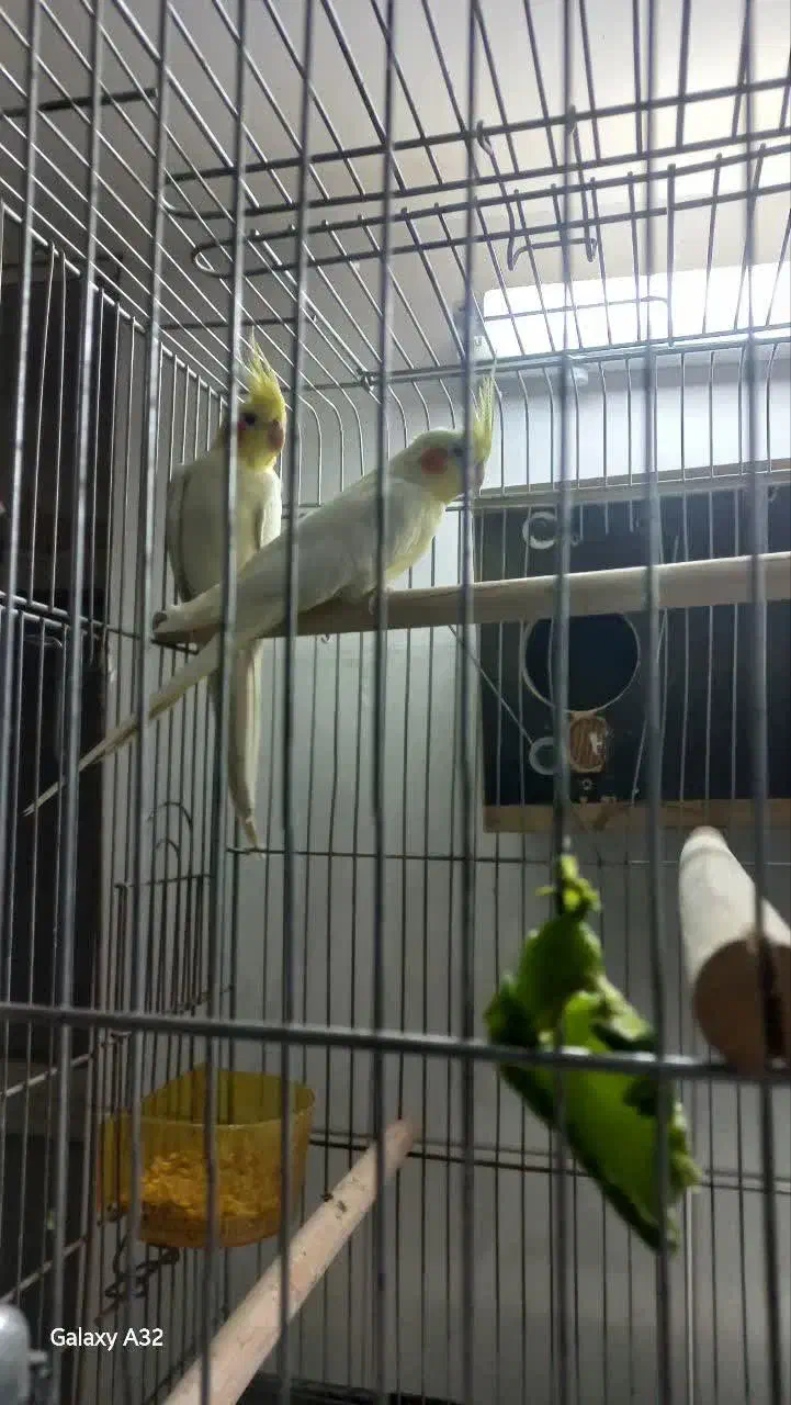 عروس هلندی|پرنده|بادرود, |دیوار