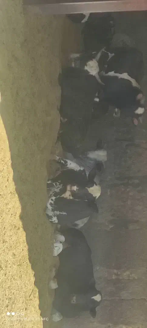 گوساله چاق فوق سوپر|حیوانات مزرعه|پیشوا, |دیوار