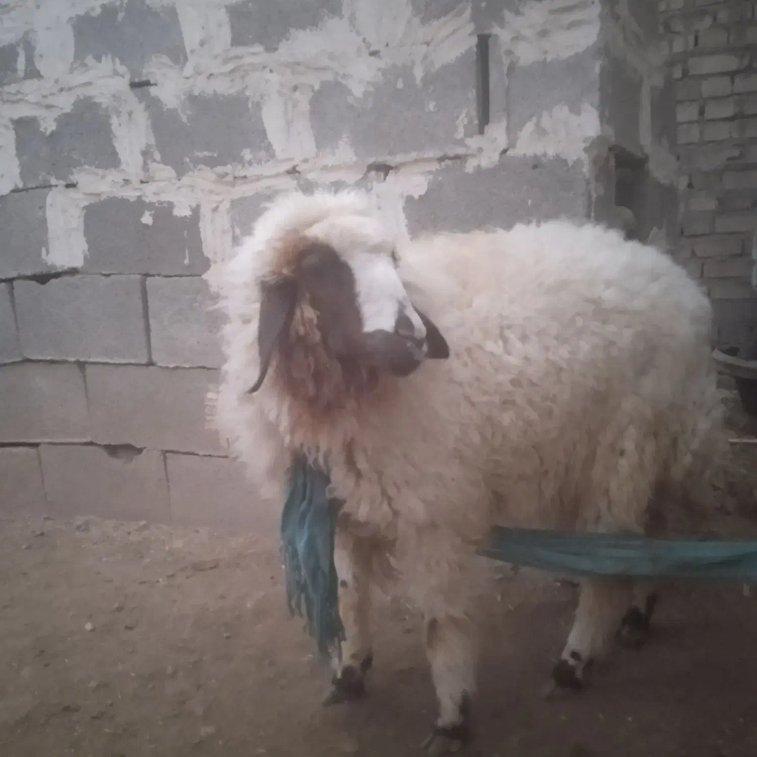 فروش بره|حیوانات مزرعه|اهواز, اهواز|دیوار