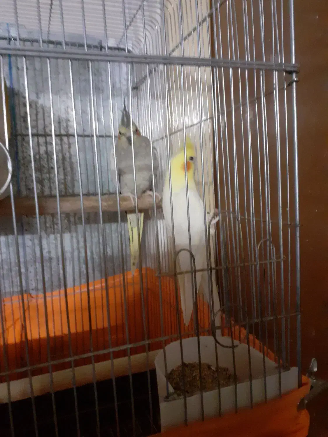 یکجفت طوطی لوتینویو|پرنده|محمدیه-قزوین, |دیوار