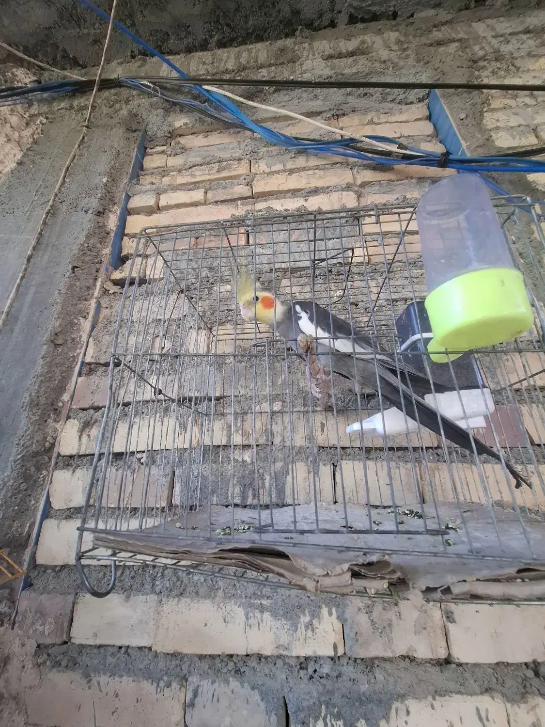 عروس هلندی|پرنده|رودان, |دیوار