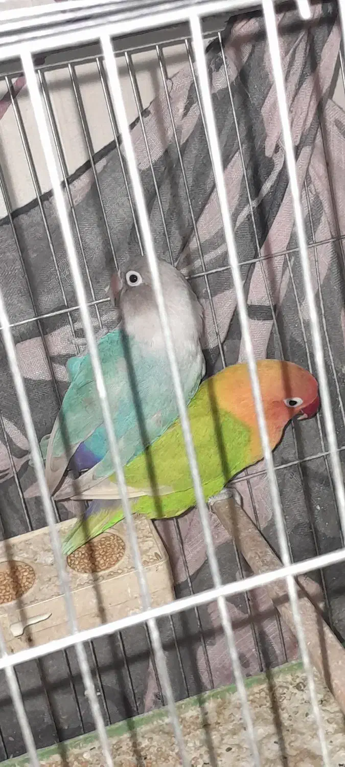 طوطی برزیلی|پرنده|قزوین, |دیوار