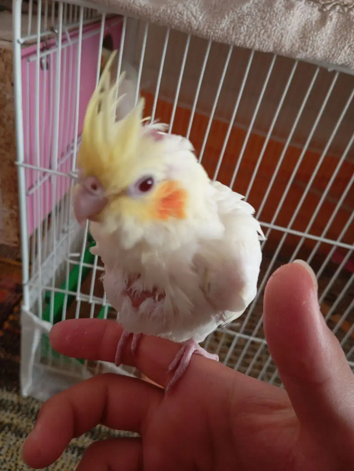 دو عدد جوجه عروس هلندی|پرنده|تربت‌حیدریه, یحیی آباد|دیوار