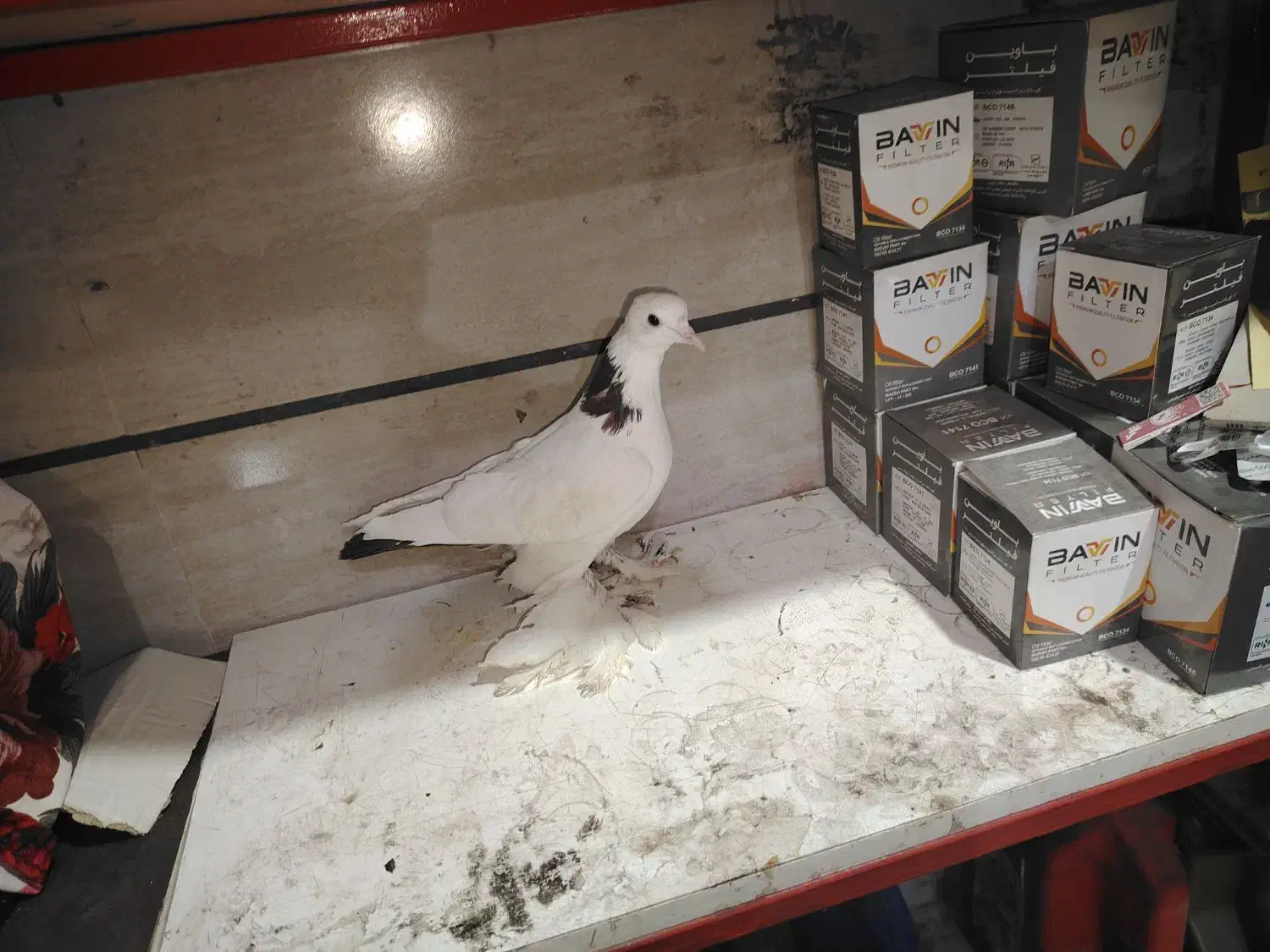 بوینی قرمز تهرانی|پرنده|مرند, |دیوار