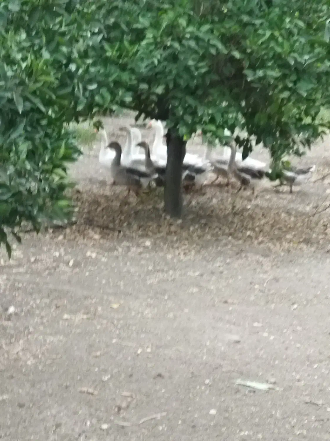 فروش غاز|حیوانات مزرعه|بهشهر, |دیوار