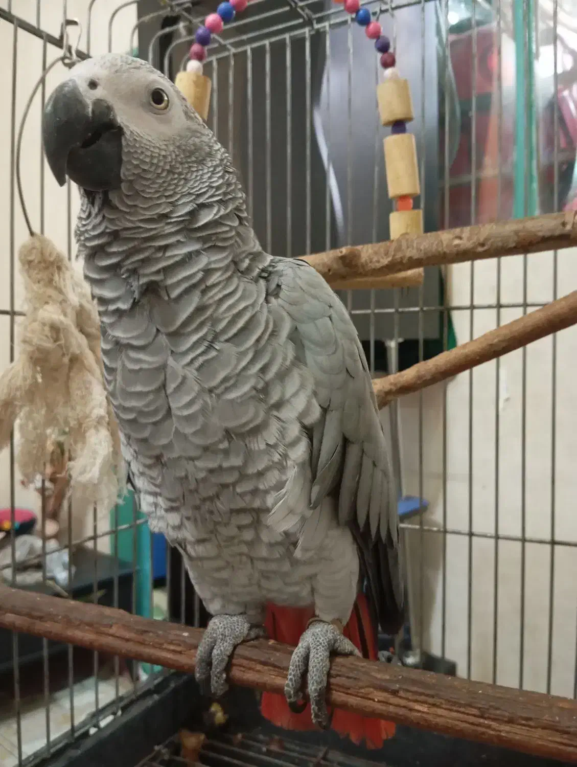 کاسکو دم قرمز|پرنده|شهریار, دهشاد بالا|دیوار