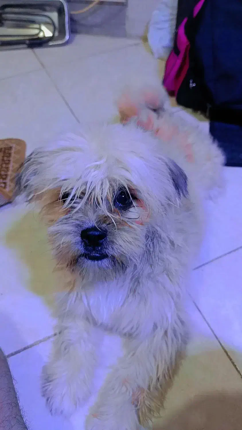 پت خونگی|سگ|مشهد, حیدرآباد|دیوار