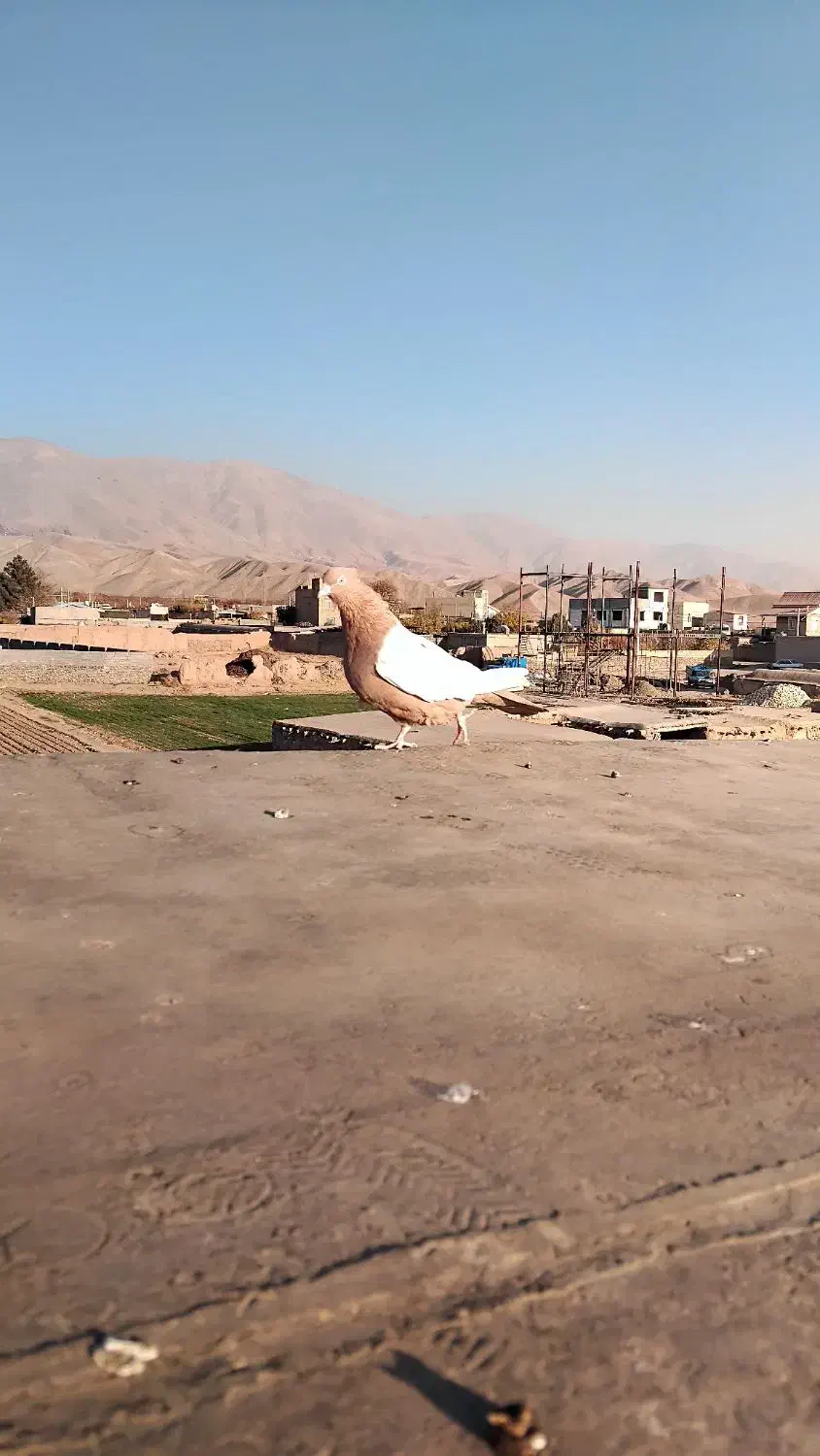 المانی زرد|پرنده|نیشابور, تیپ زرهی ۲۱  امام رضا (ع)|دیوار