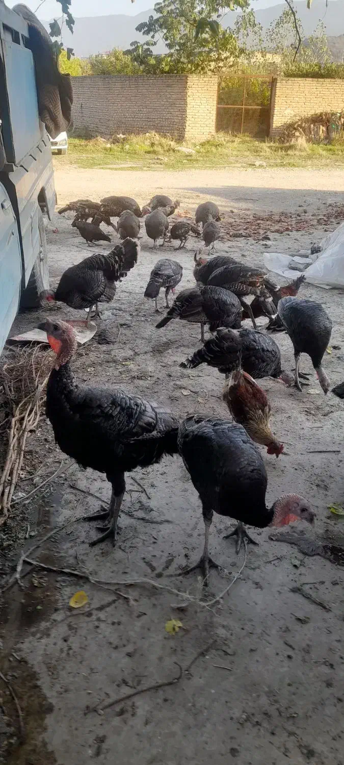 بوقلمون|حیوانات مزرعه|بهشهر, |دیوار