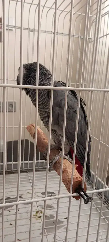 کاسکو پرکلام جمله گو پر صحبت نر ۴ ساله|پرنده|تهران, اسکندری|دیوار