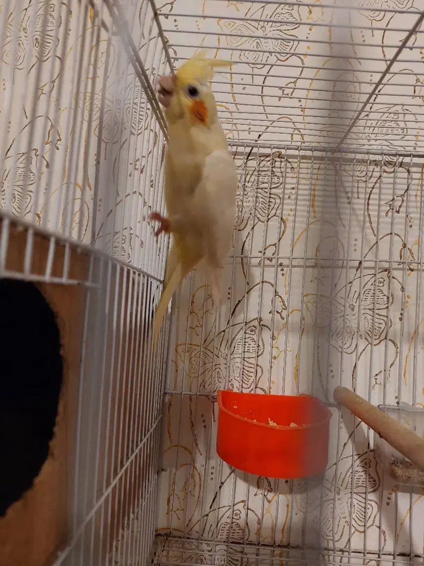 عروس لوتینو زعفرونی با چهار تا جوجه|پرنده|مشهد, شهرک مهرگان|دیوار