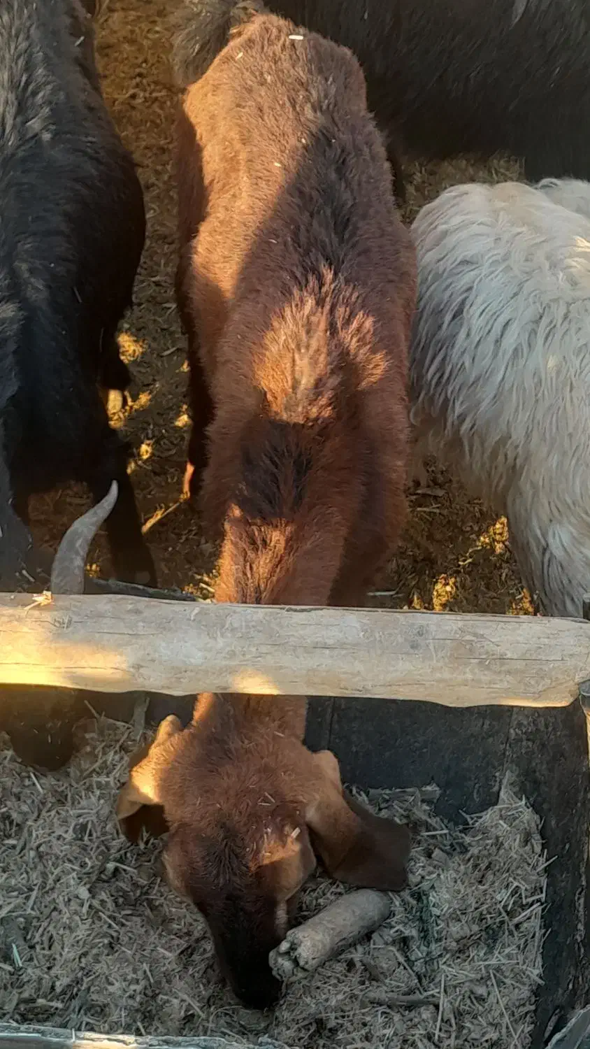 کولار وبزجوان|حیوانات مزرعه|مرودشت, ده بید|دیوار