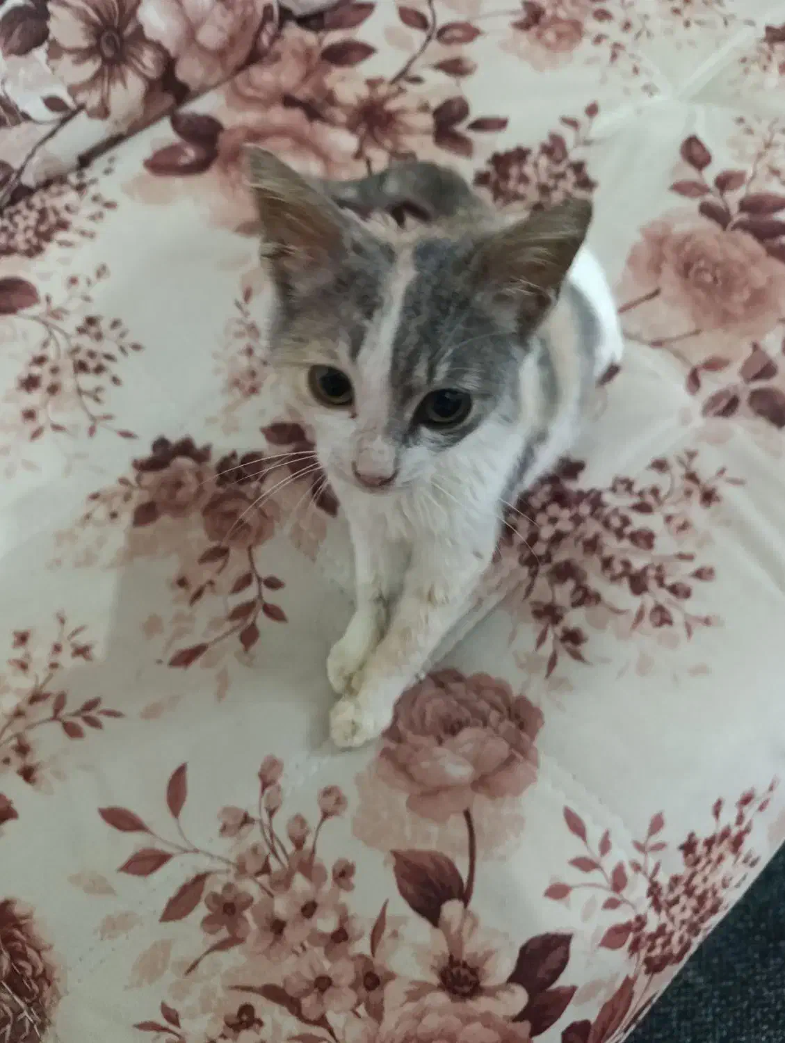 واگذاری گربه|گربه|بندر انزلی, باغ زمانی|دیوار