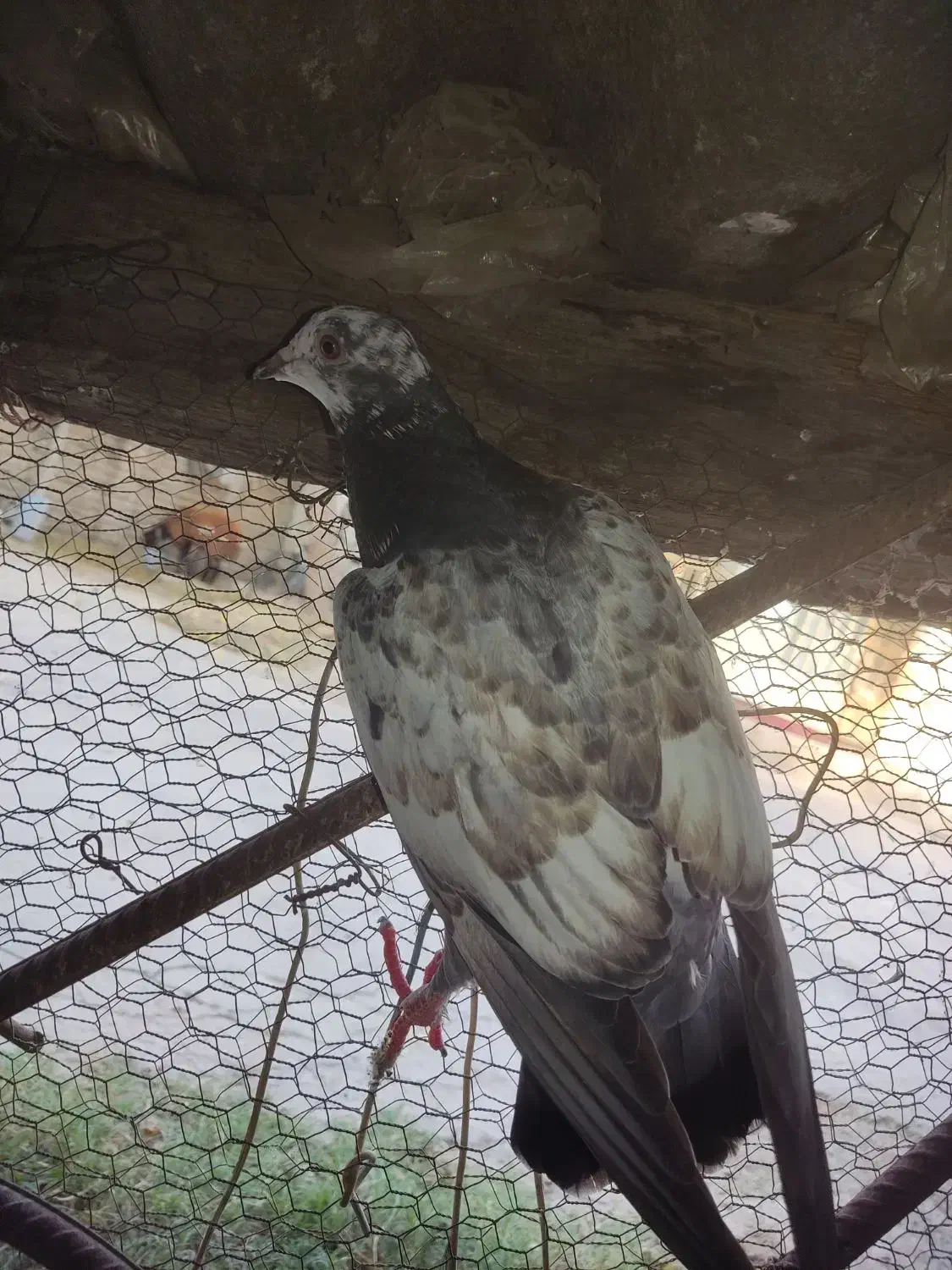 کبوتر پرشی|پرنده|گنبد کاووس, |دیوار