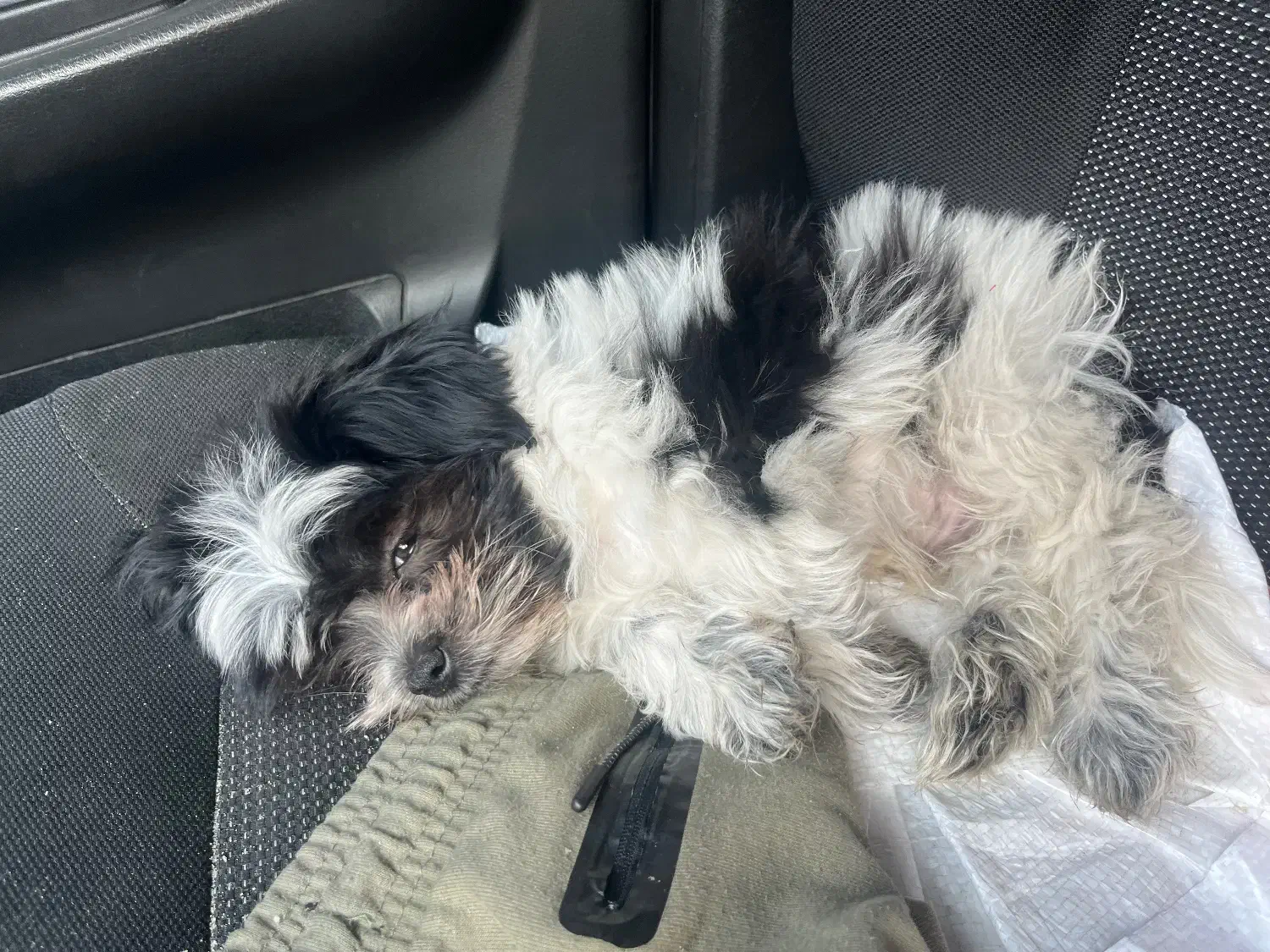 توله سگ پادول|سگ|اندیشه, اندیشه فاز ۵|دیوار