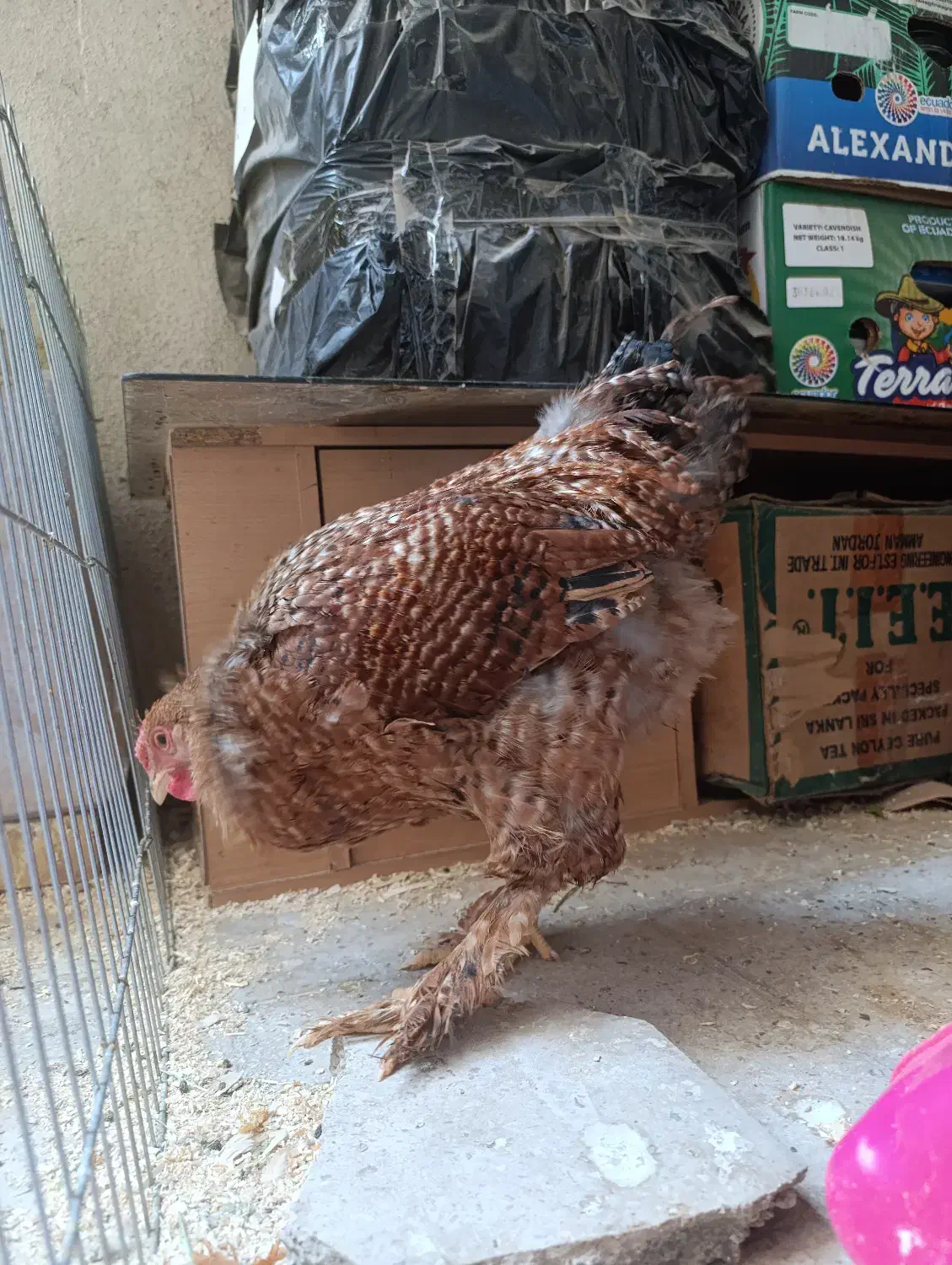 دو عدد خروس برهما|حیوانات مزرعه|تهران, پردیسان|دیوار