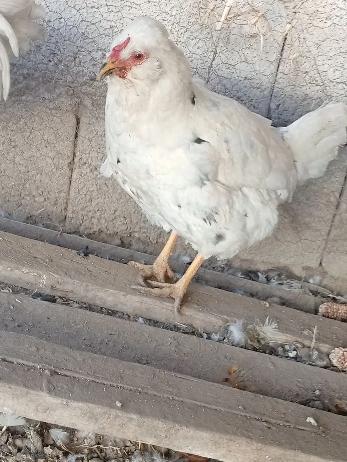 مرغ گلین|حیوانات مزرعه|جونقان, |دیوار