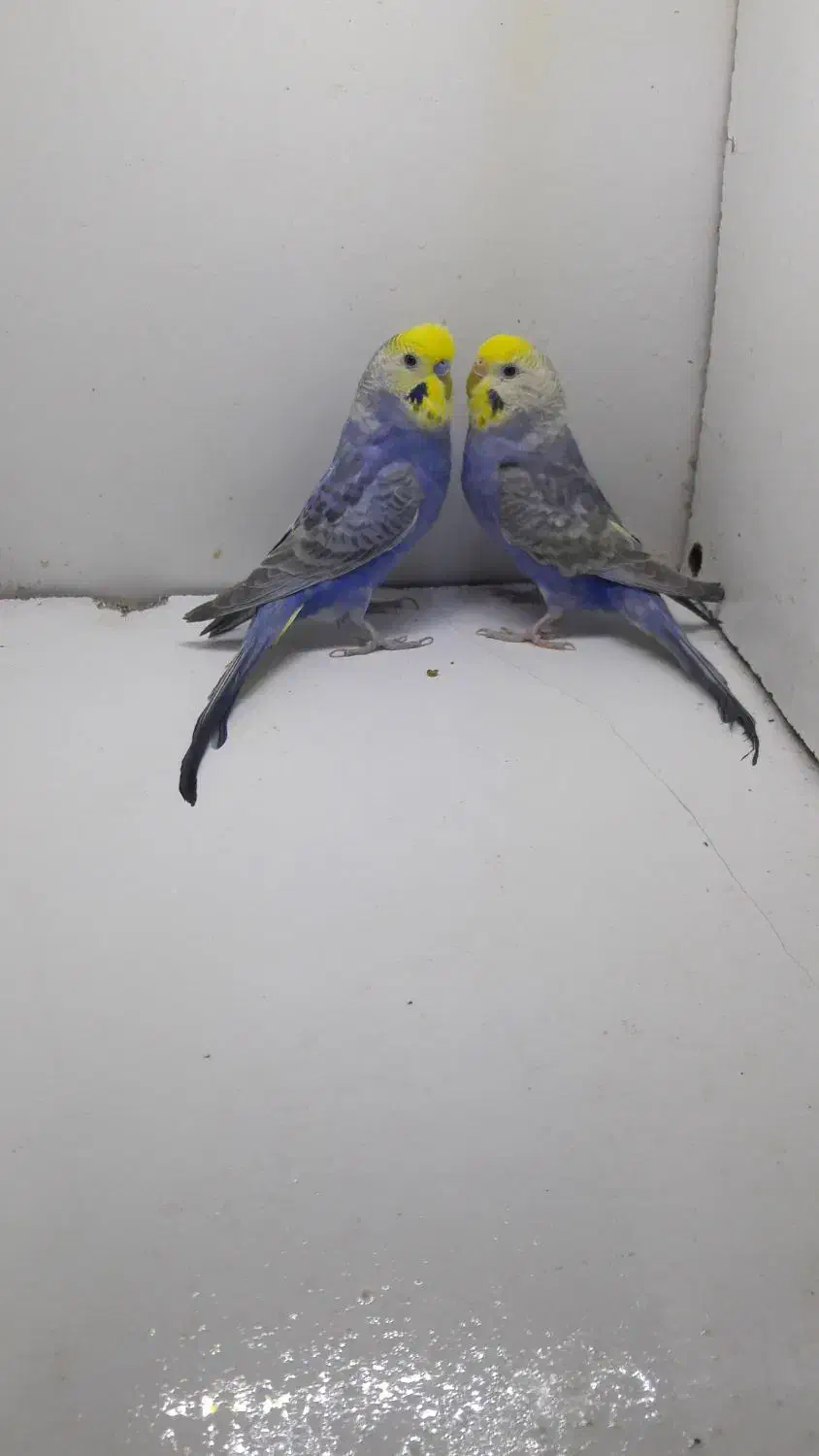 مرغ عشق رینبو رنگین کمانی با جوجه|پرنده|تهران, بهداشت|دیوار