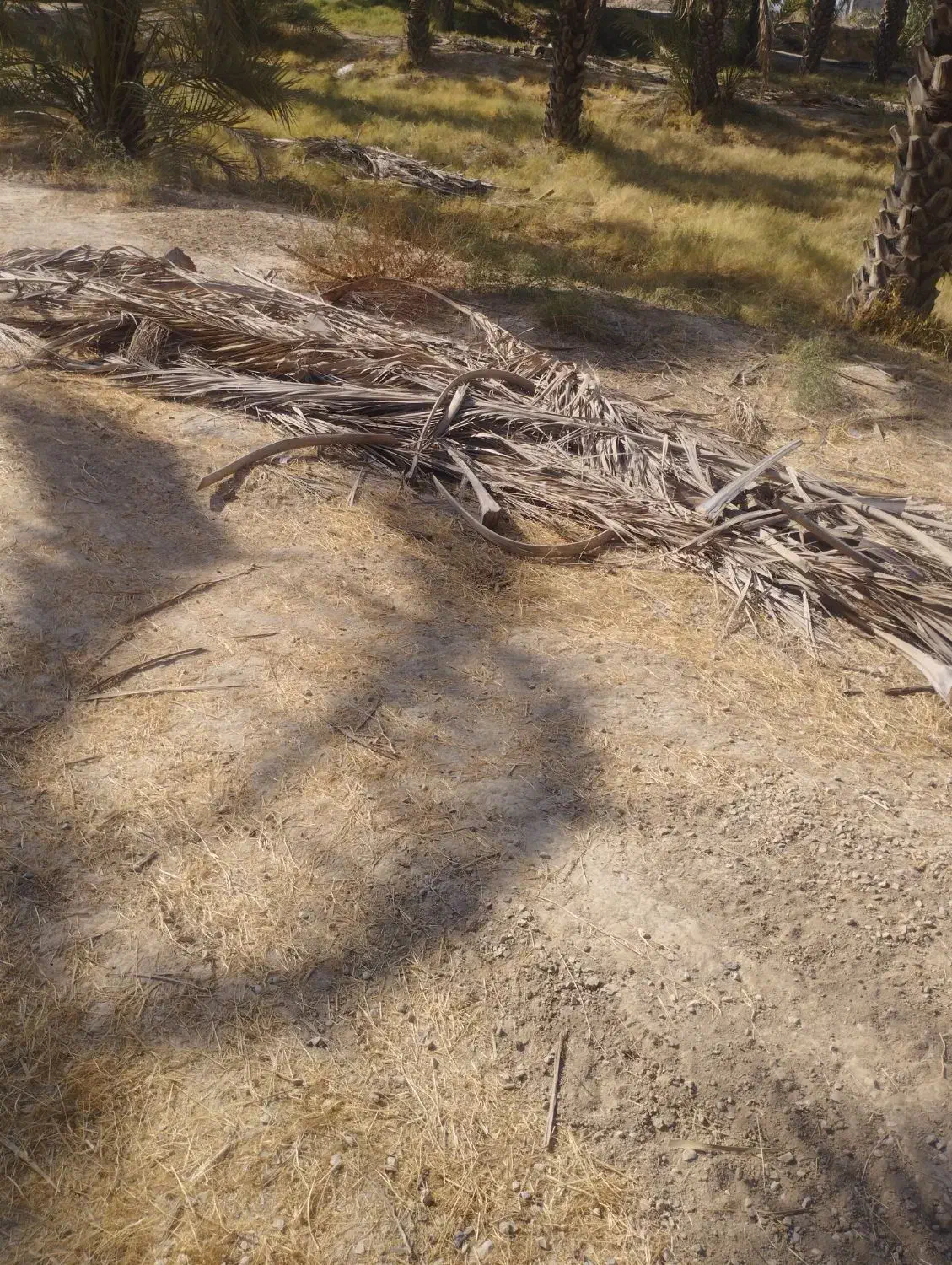 پیش نخل|گل و گیاه طبیعی|وحدتیه, |دیوار