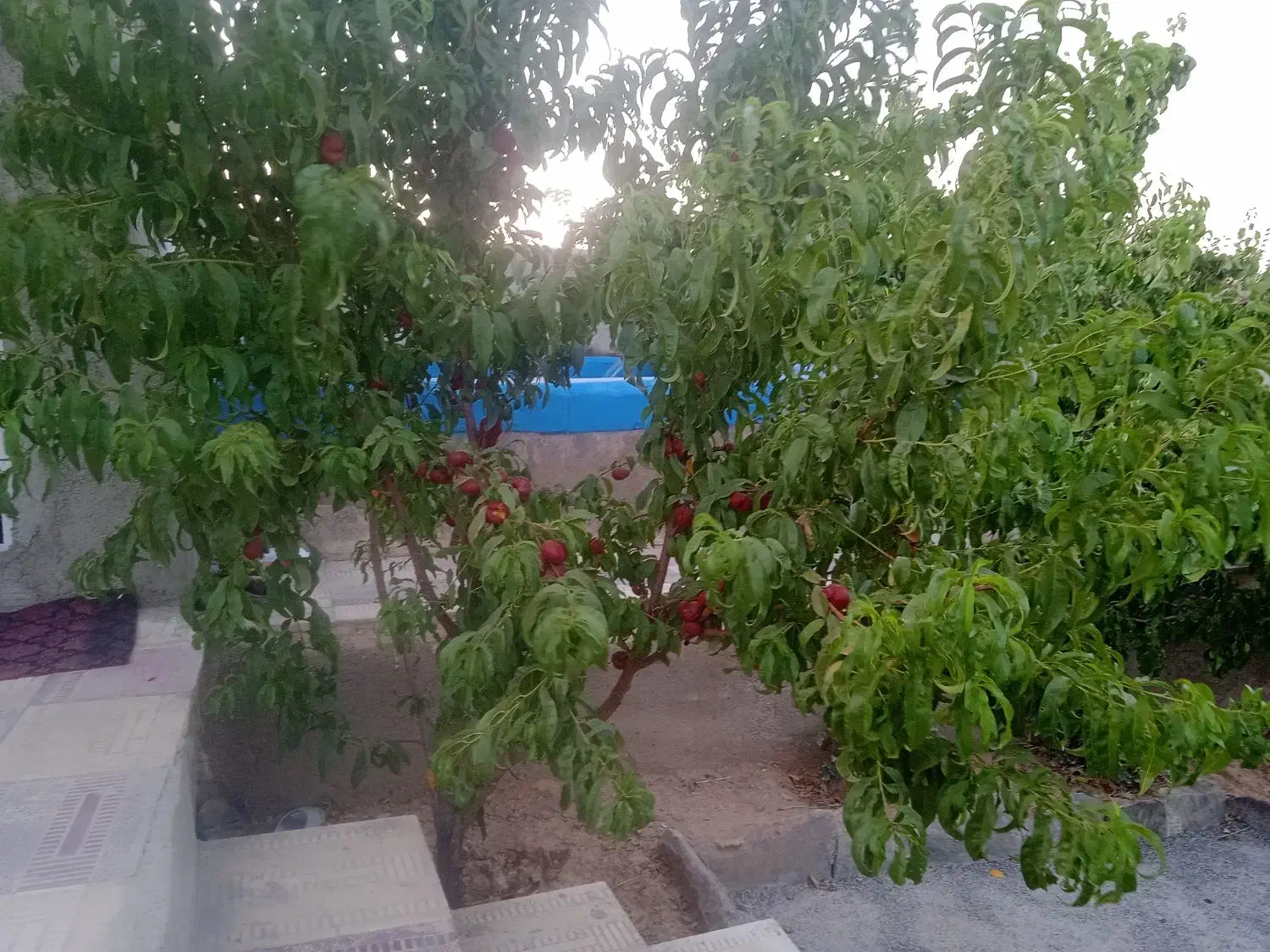 باغ هزار متری محدوده حسین آباد عاشوری|فروش آپارتمان|بهار, |دیوار