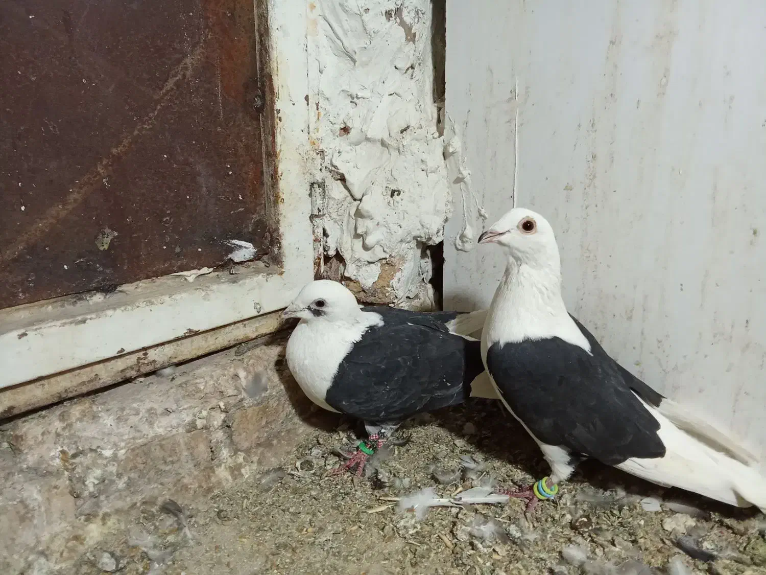 جفت پشتی سیاه گراف میزون|پرنده|جلگه رخ, |دیوار