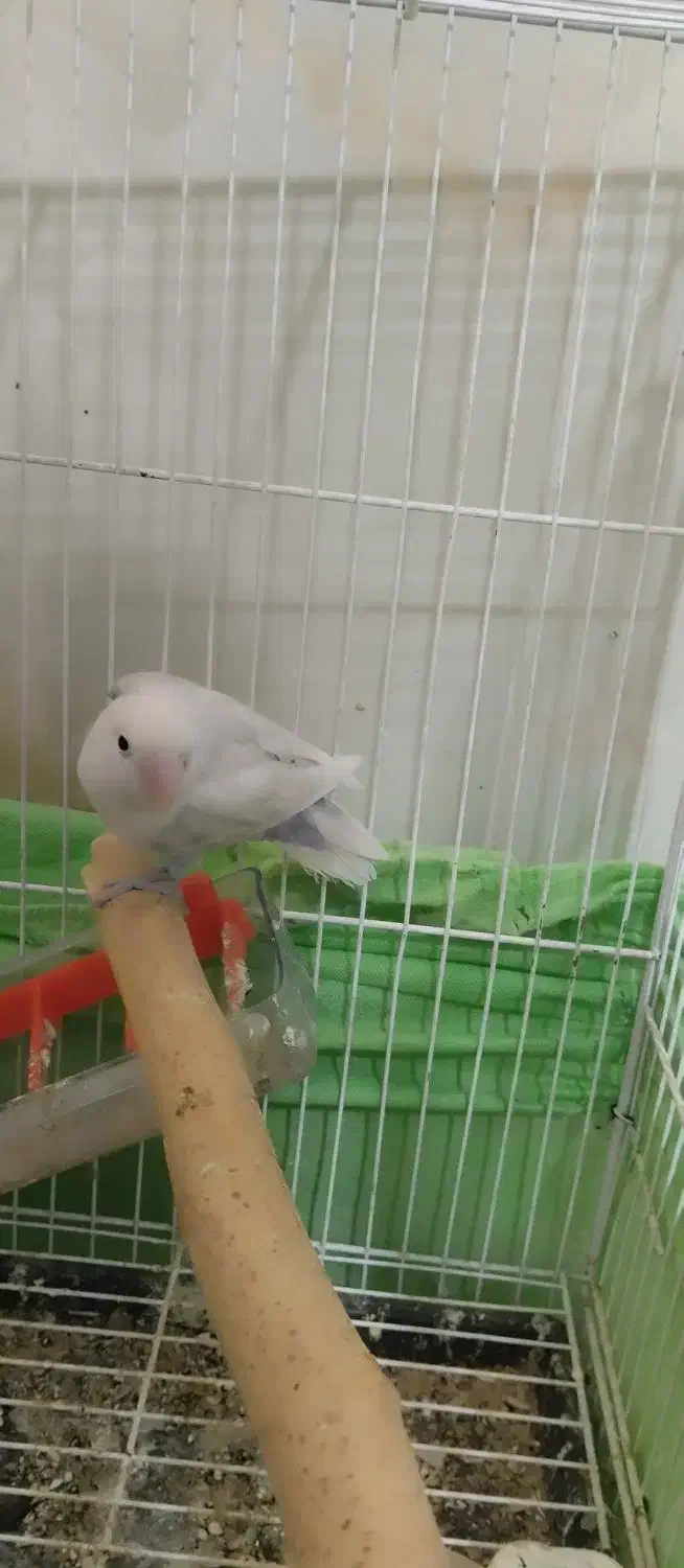 یک عدد کوتوله برزیلی|پرنده|ایرانشهر, |دیوار