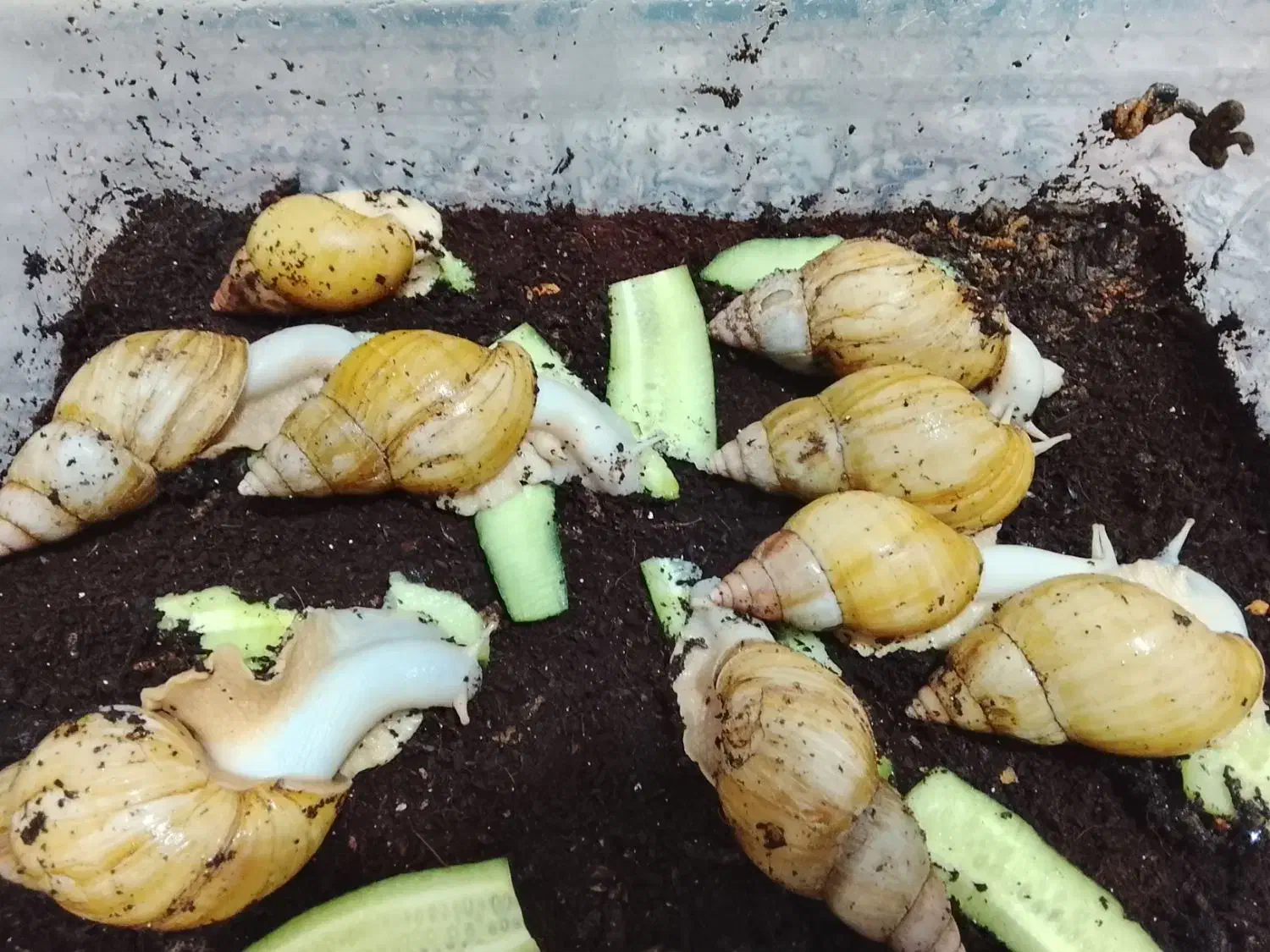 فروش حلزون اچاتینا برای پرورش|خزنده|مهاباد (آذربایجان غربی), |دیوار