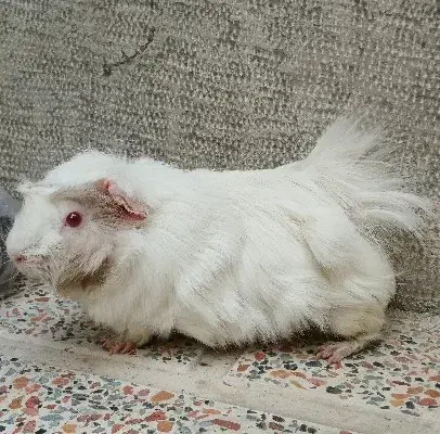 خوکچه هندی چشم شرابی|موش و خرگوش|تهران, وصفنارد|دیوار