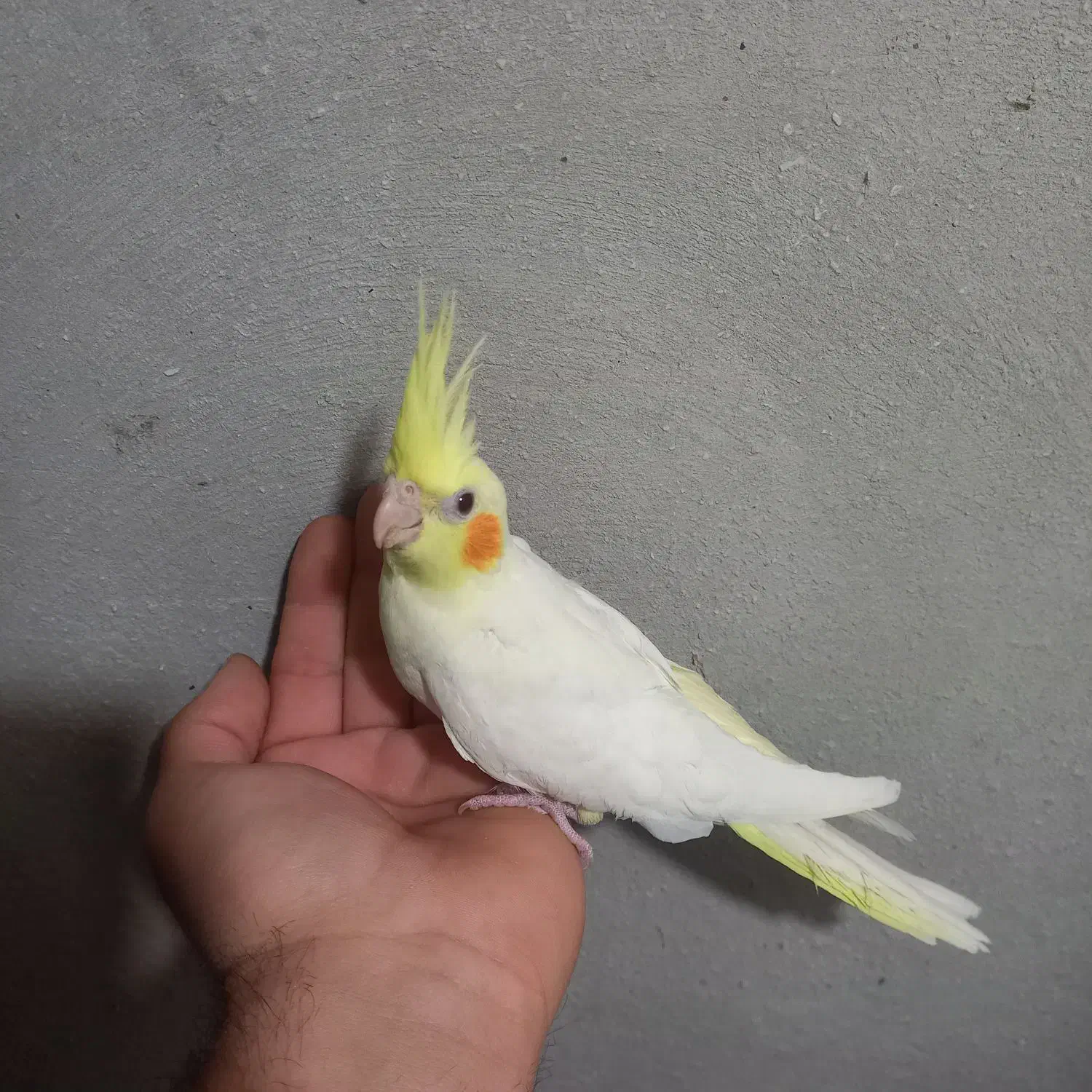 قفس|لوازم جانبی حیوانات|قوچان, |دیوار