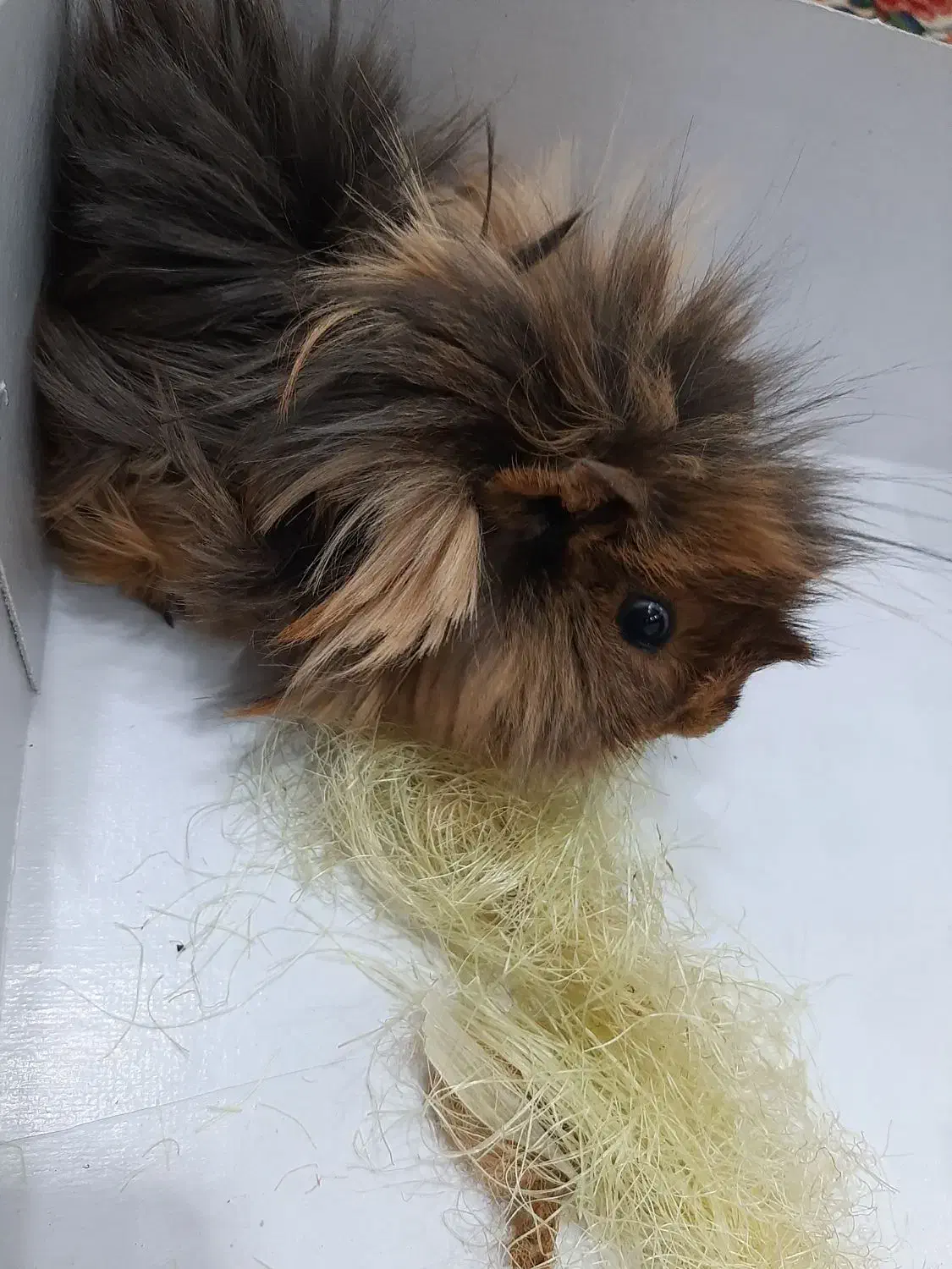 تنها خوکچه باقی مانده نر بالغ با هوش|موش و خرگوش|تهران, فاطمی|دیوار