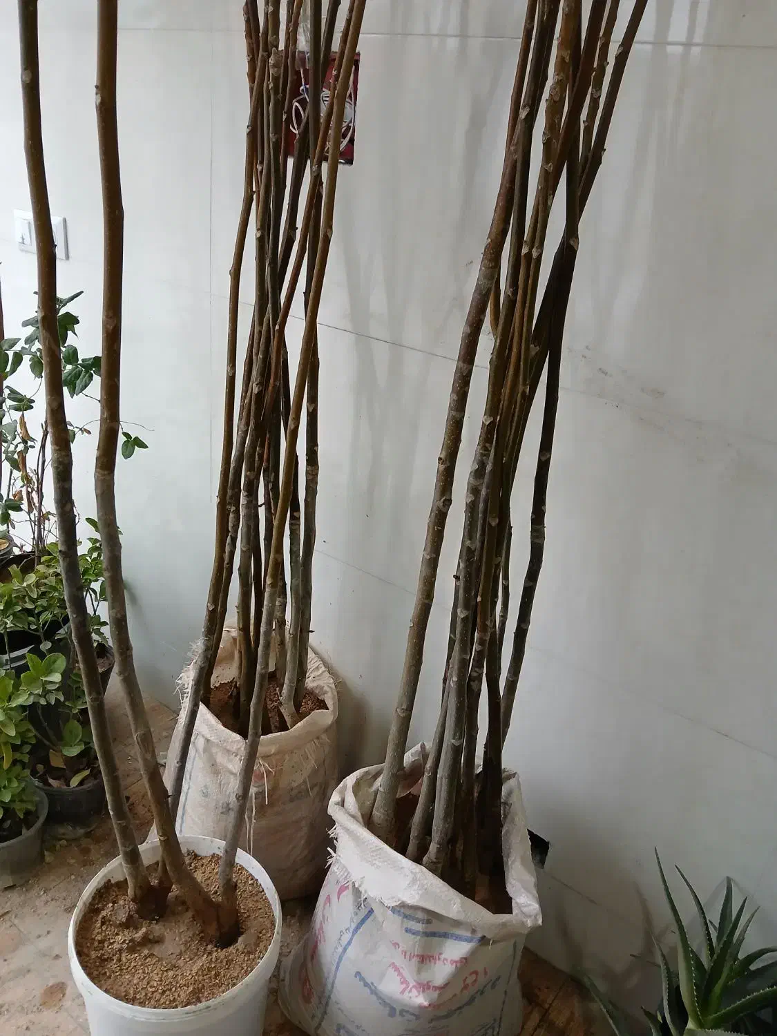 نهال وگل|گل و گیاه طبیعی|بجنورد, |دیوار