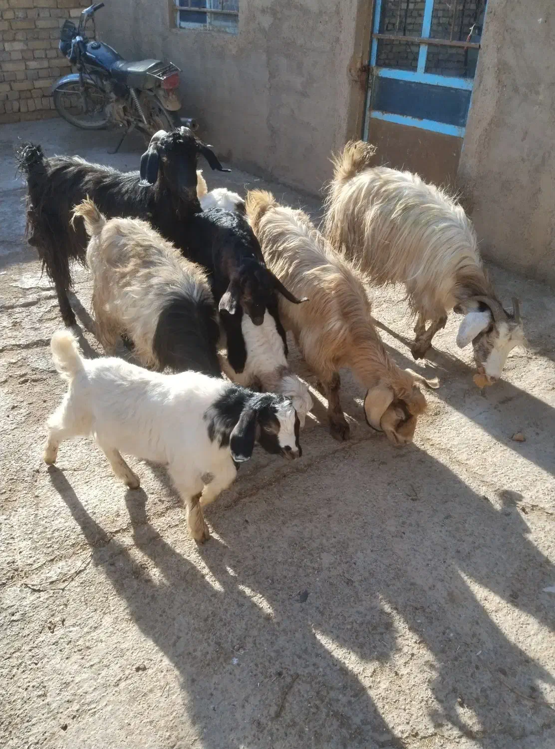 چهار راس بز بزغاله شکم دوم و سوم|حیوانات مزرعه|دشتابی, |دیوار