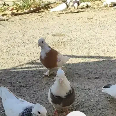 کفتر خوب طوقی|پرنده|محمدشهر, سیدآباد|دیوار