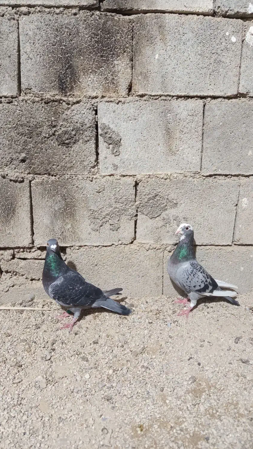 سه جفت نرماده پلاکی|پرنده|بوشهر, |دیوار