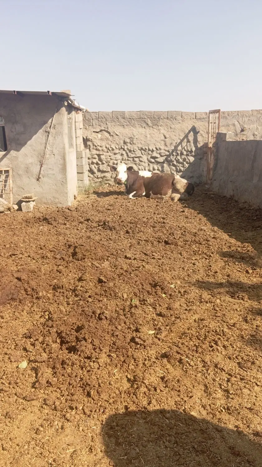 گاو|حیوانات مزرعه|کرمانشاه, |دیوار